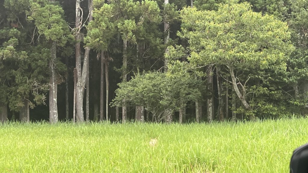 勝浦の森の写真