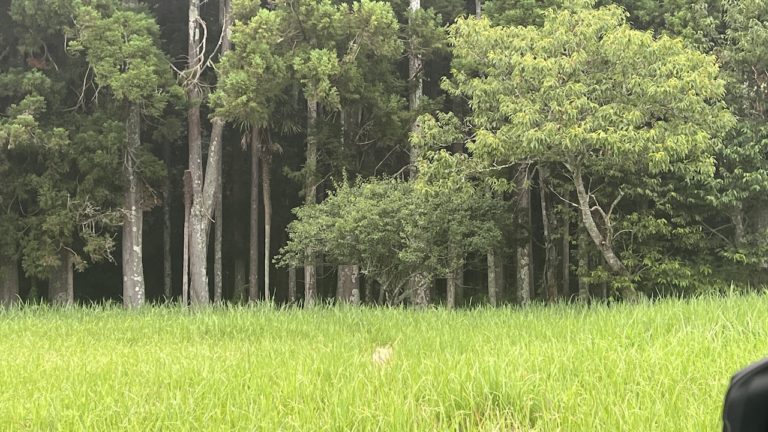 勝浦の森